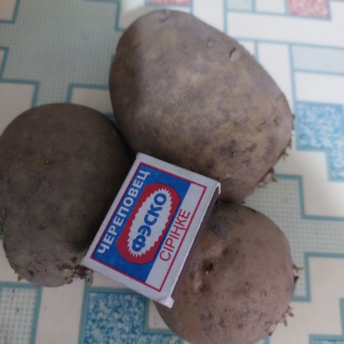Продам картофель