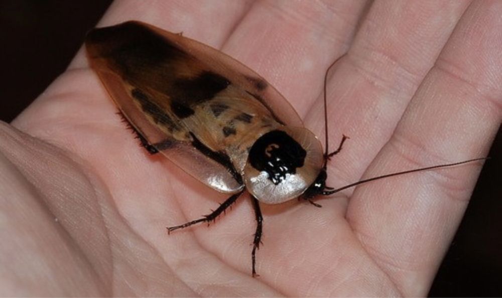 Летающий таракан фото. Blaberus discoidalis. Кубинский таракан фото. Летающие тараканы белый.