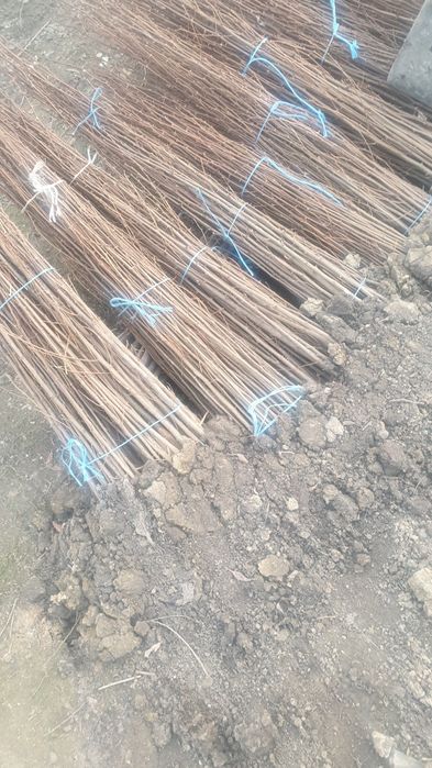 Vând puieți tratați. Molid brad mesteacăn salcâm