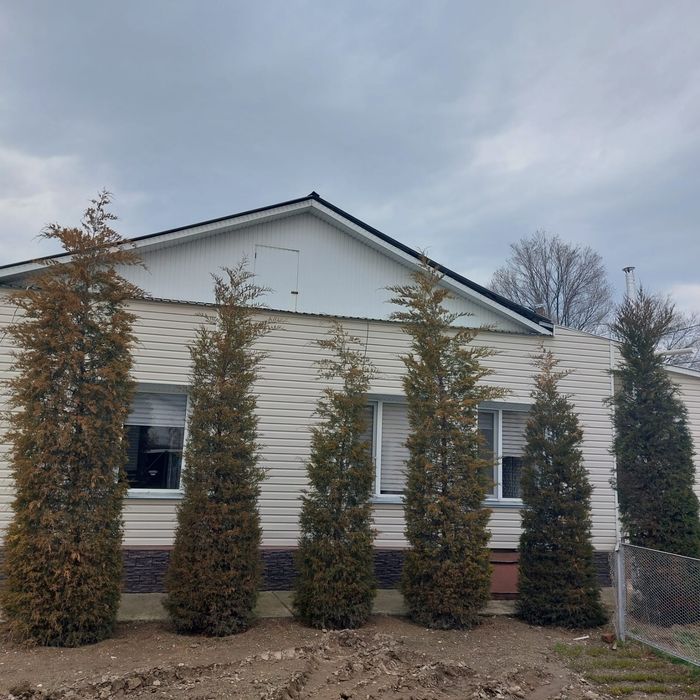 Продам многолетний можевельник