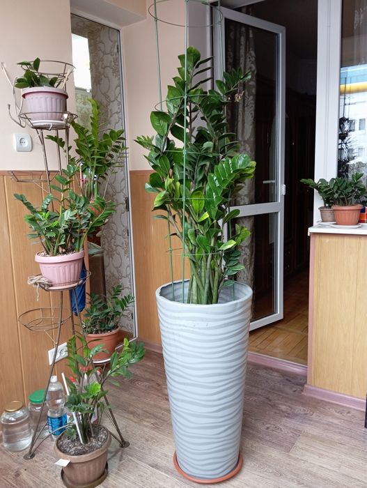 Долларовое дерево ,Замиокулькас