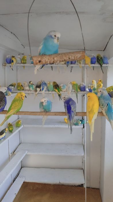 Peruși superbi de vînzare