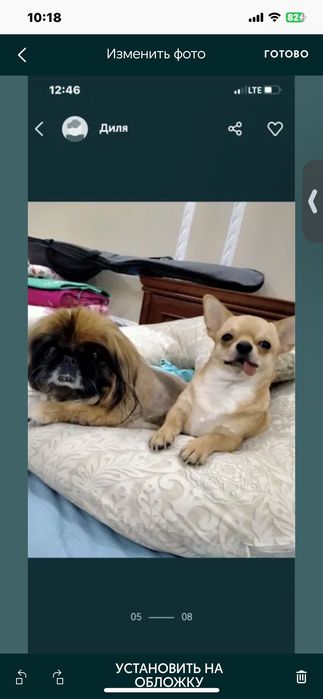 Передержка собачек за 3 тыс тг