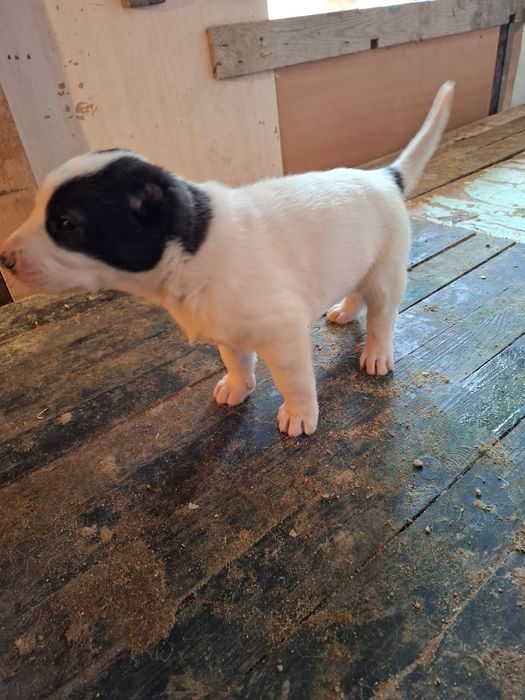 Стипан прямой кушктер