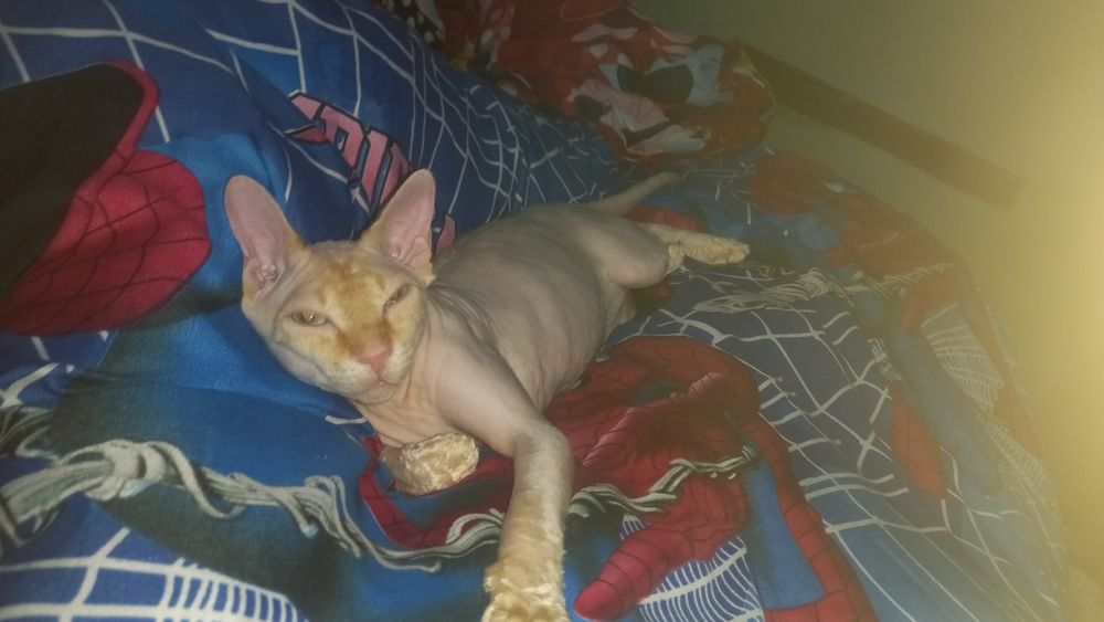 Sfinks mushuk ogil вяска