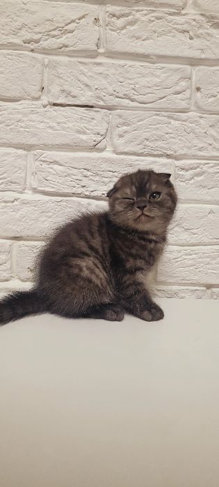 Продается котенок.Гламурный мальчик вислоух