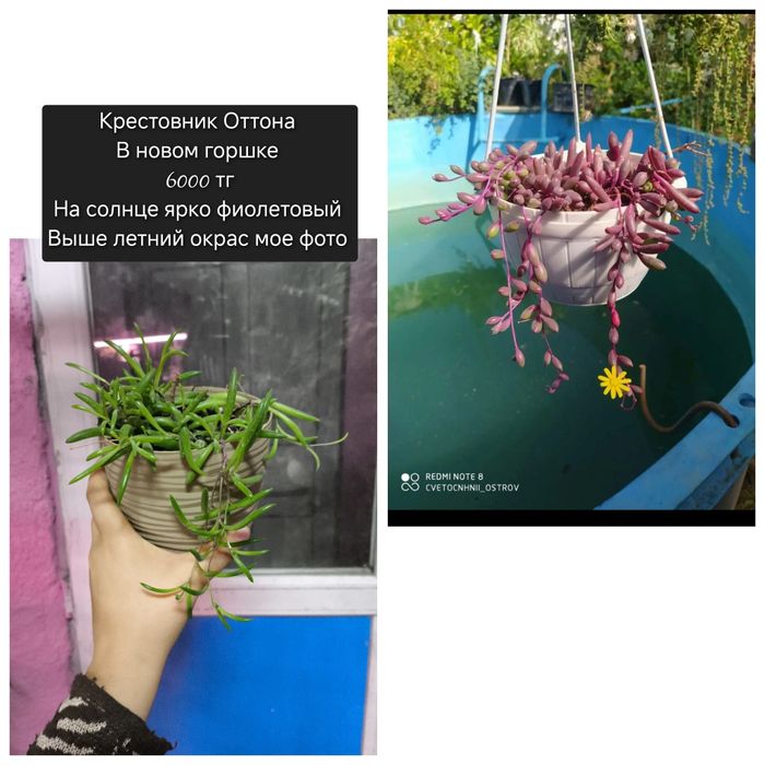 Цветы  в  ассортименте