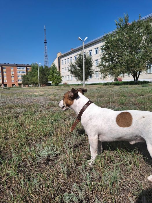 Джек Рассел теръер 8 лет