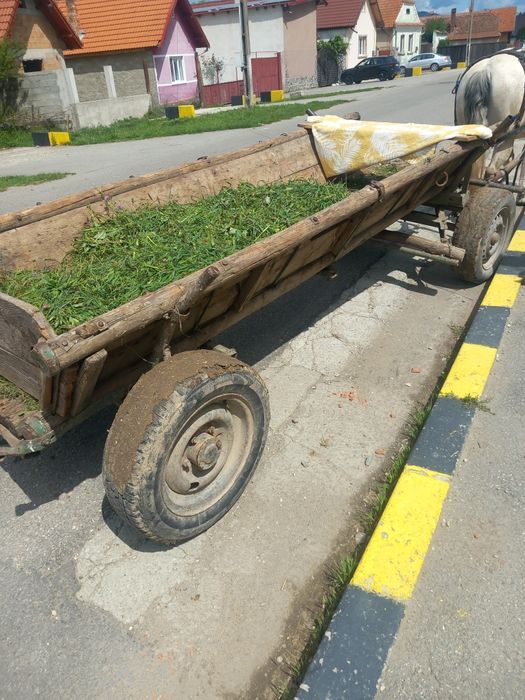 Vând o iapa de 9 ani