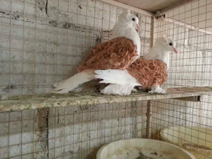 Vand porumbei creti francezi capaciti si jucatori de Baku