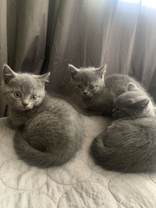 Британски късокосмести котета