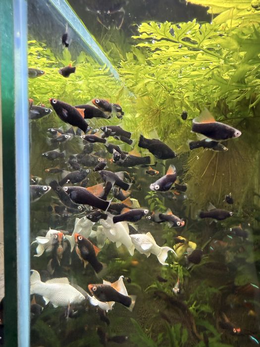 Меченосец гамбург Флаговый