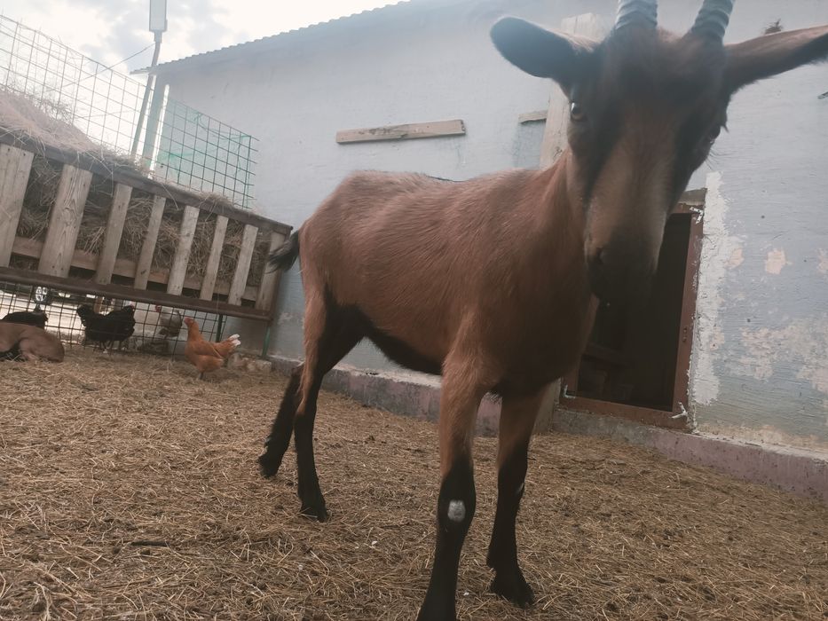 Ешкі сатылады, сутті ешкінің шыбыштары.