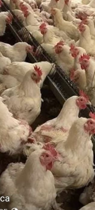 Găini albe de carne rasa super grea