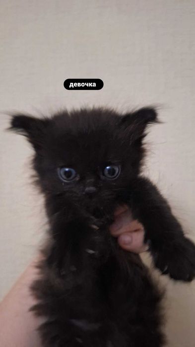 Котята бесплатно