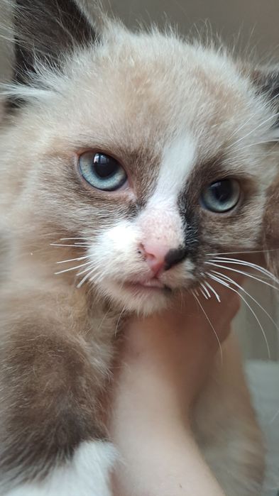 Котёнок в добрые руки