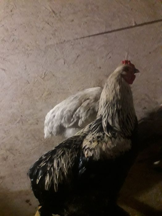 Продам молодых петухов брама