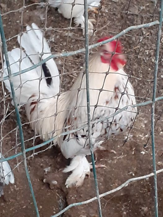 Vand Cocosei pitici și brahma hd