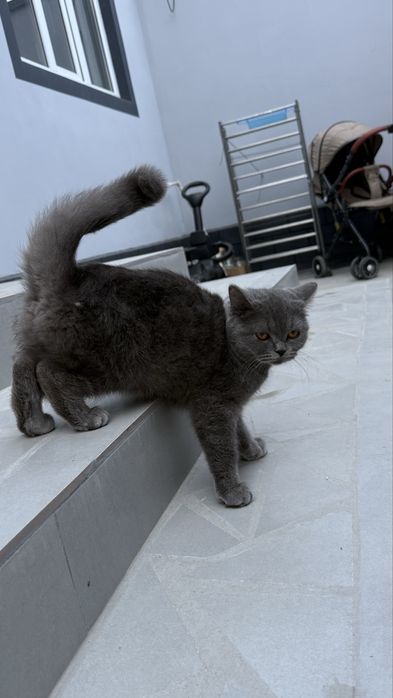 mushuk sotila zotli