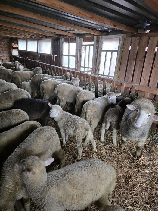 Овце Ил Дьо Франс област РУСЕ