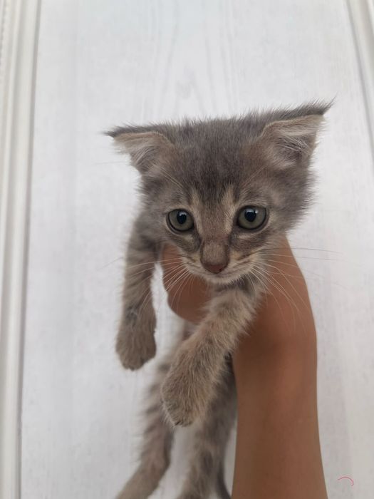 Отдам котят в добрые руки
