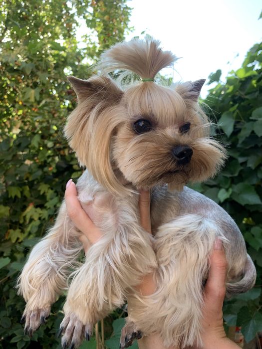 Йоркширский терьер вязка