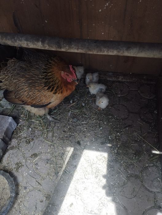 Продам курицу квочку с циплятами