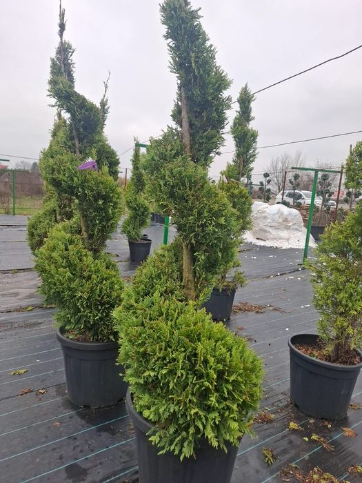 Spirale verzi întreținute aspect elegant