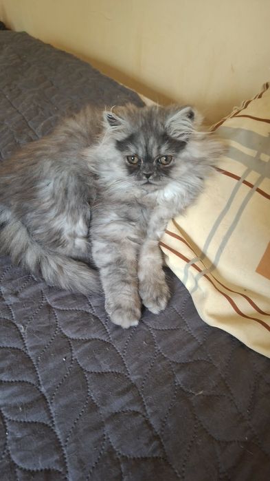 Персийски котета