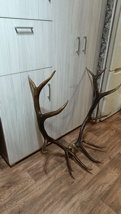 Продам  сувенирные рога оленя