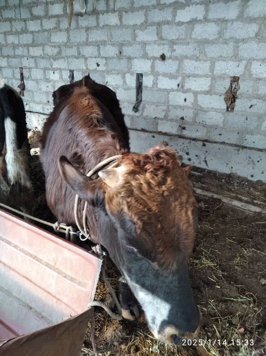 Букалар сотилади