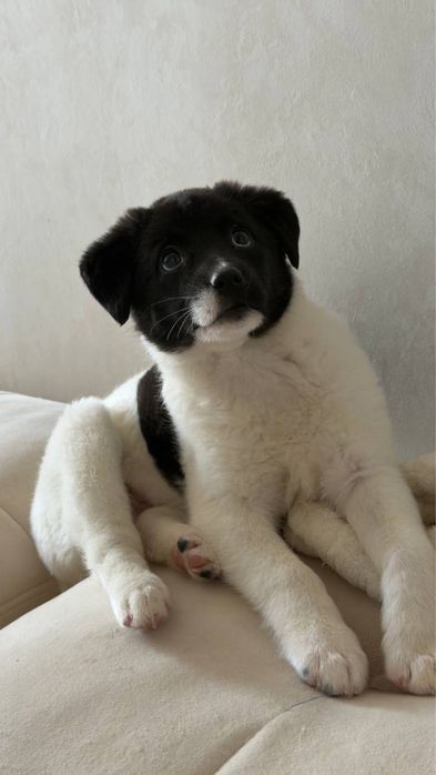 Малышка ищет семью!