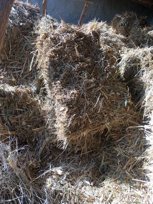 Quritilgan maka sotiladi