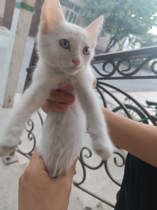 Котёнок белый (девочка)