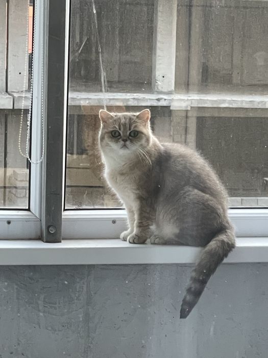 Отдам кошку британку окрас шиншилла