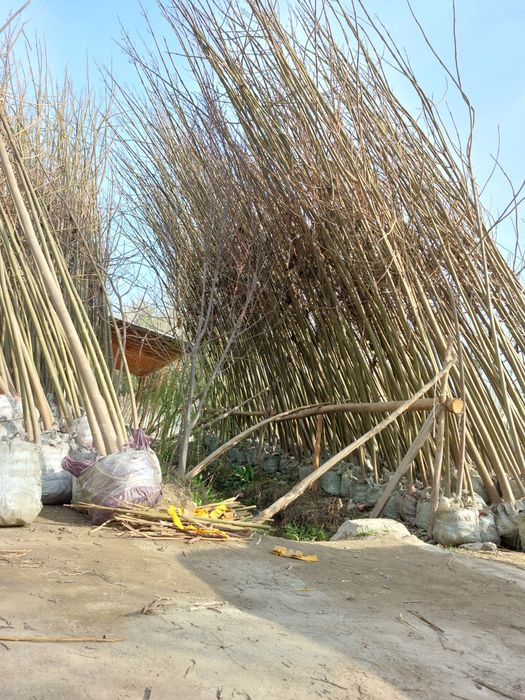 Pavlovniya bor  ikki yillik