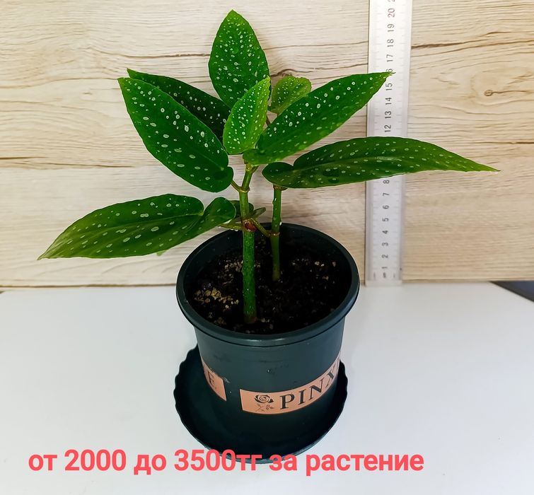 Комнатные растения