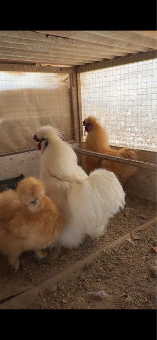 Sholk-quyon pat sotiladi 3 ta oila