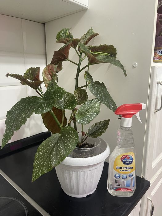 Продам комнатные цветы