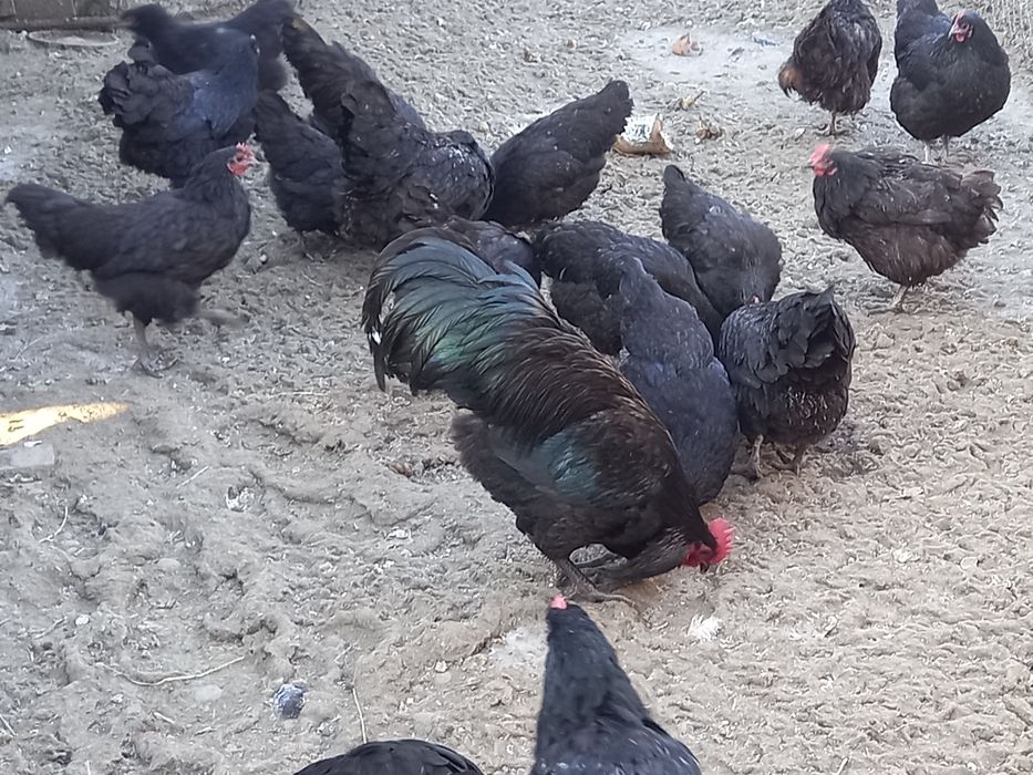 Ouă pentru incubat Australorp negru