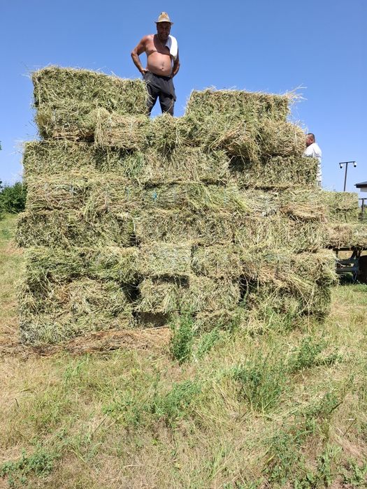 Baloți lucernă producator