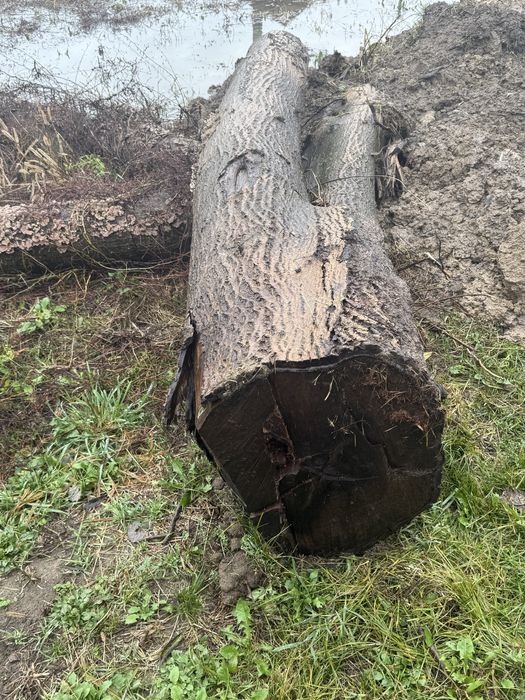 Trunchi de nuc 3 bucati