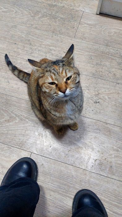 Кошка кошка кошка