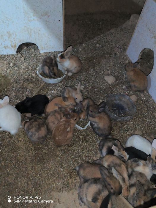 Quyonlar Burgun, sames-samka quyonlar