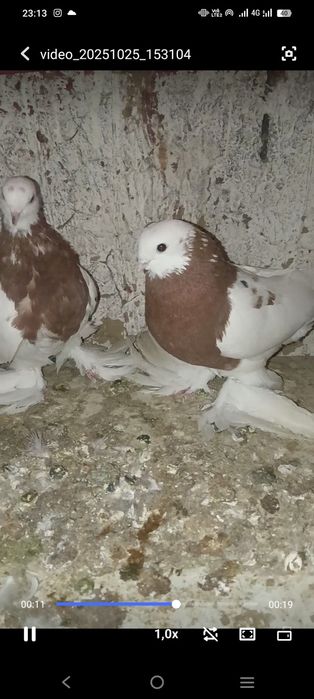 голуби капкан молодые