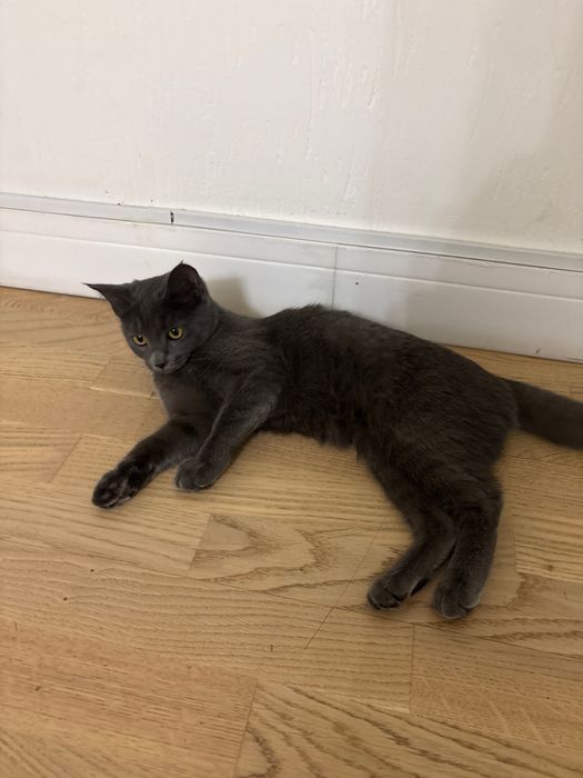 Милая кошечка + ее вещи