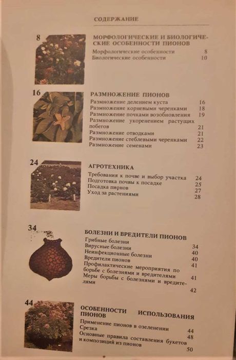 Продам Цветы Пионы