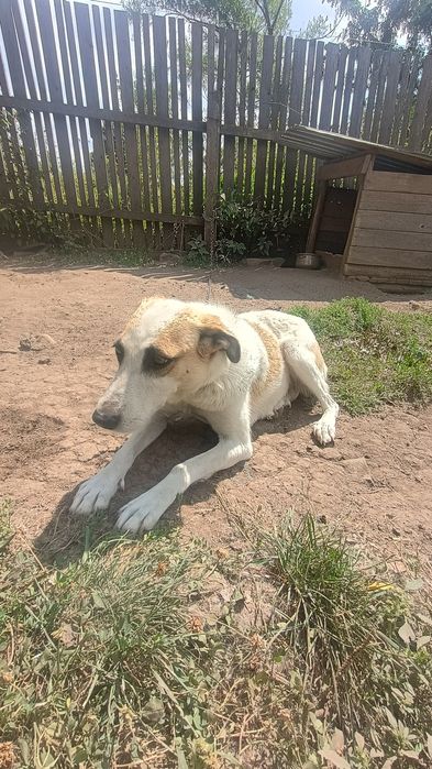 Spre adopție: Cățelușă pentru curte, atentă și iubitoare cu familia