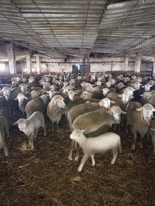 Vand oi cu miei 300 capete!