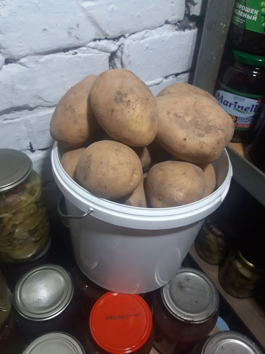 Продаю домашнюю картошку.